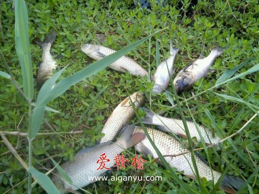 投诉盐城响水村官季言军污染鱼塘