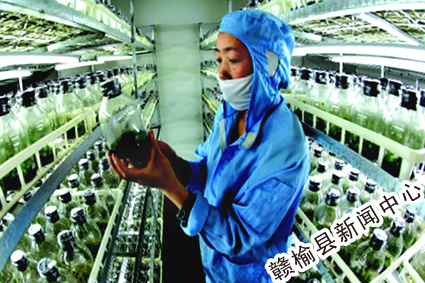 墩尚镇农业科技示范园技术人员正在查看瓶装蝴蝶兰种苗