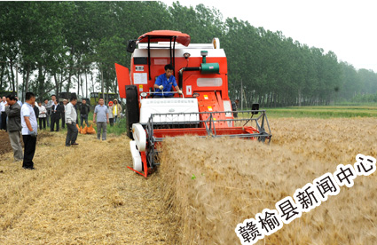 赣榆农业开发项目区5万亩大麦收割相继开镰