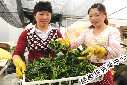 整理繁育成功的紫罗兰花卉苗