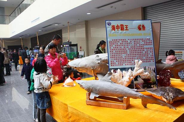 赣榆县博物馆成功举办“海洋生物科普展览”