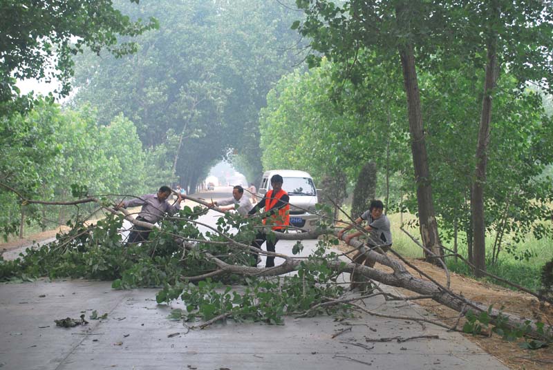 大风刮倒行道树 路政清障保畅通