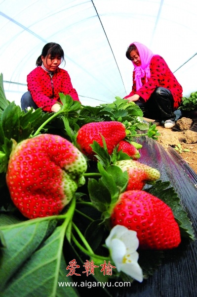 赣榆县沙河生态草莓基地的温室生态草莓开始采摘